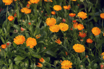 Summer background with growing flowers calendula, marigold