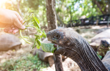 african turtle with opened mouth near green plant in a park, close up