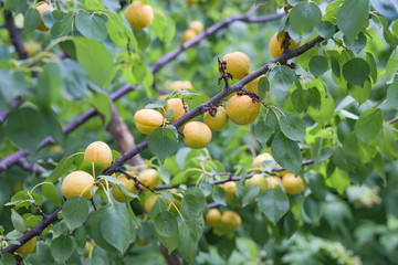 Yellow Apricots on the branches of a tree