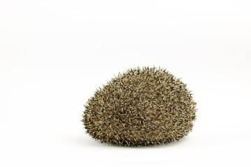 cunted hedgehog on white background