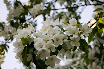 Flowers of apple-tree