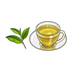 Transparent glass cup, saucer and fresh green tea leaf, sketch vector illustration isolated on white background. Hand drawn glass mug and saucer set with green tea leaf