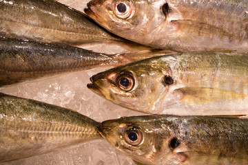 鮮魚　市場で新鮮な魚がいっぱいあった。