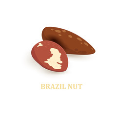 brazil nuts for your design