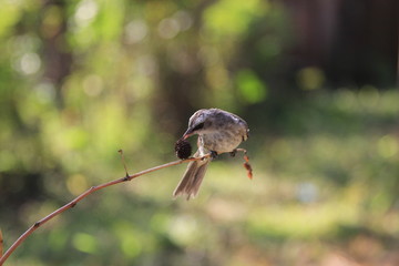 Bird