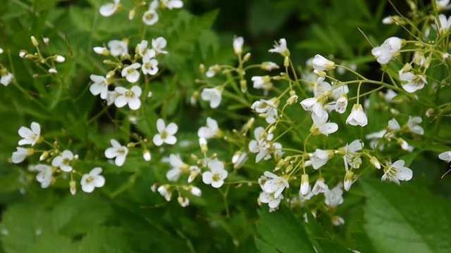 Cardamine parviflora small-core white flower in the field.