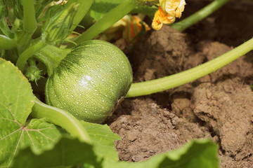 Round green zucchini with green leaves and yellow flowers growing in garden
