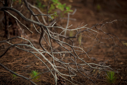 Fototapeta Dry branches in the jungle. Fairytale forest