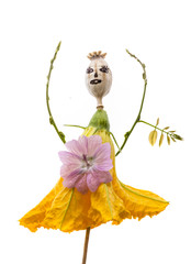 doll from poppy head and flowers isolated on white