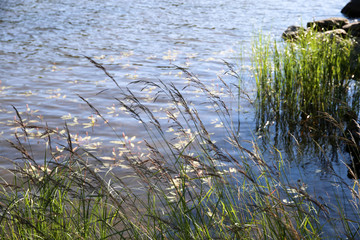 Fototapeta na wymiar Grass By The Lake