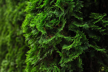 Background tuya, coniferous tree