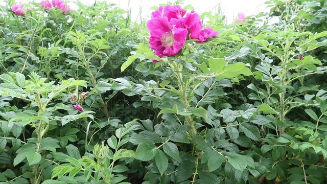 rosa rugosa