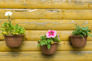 Flowerpots with flowers on the wall