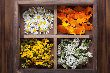 Medicinal herbs tansy daisy calendula yarrow in an old wooden box on the table