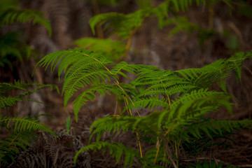 fern