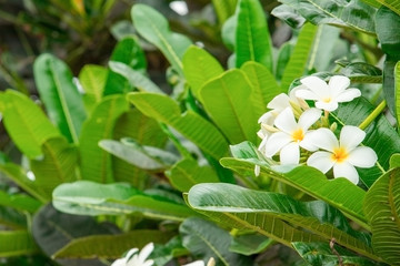 Plumeria flower white - yellow on tree ( Common name pocynaceae, Frangipani , Pagoda tree, Temple tree )