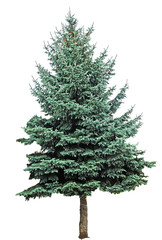 Fir isolated on white background