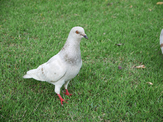 Pigeons on the grass