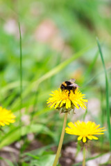 Bumblebee Sitting on a Yellow Dandelion Flower, Germany