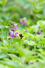 Bumblebee Flying to a Pink Hemp-Nettle Flower, Germany