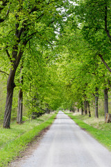 Footpath running trough tree alley, Germany