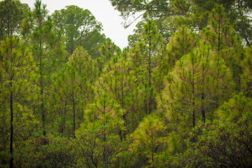 Jungle, dense forests, branches, a fabulous place. Canary Islands