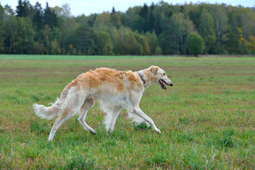 Hunting with borzoi dog