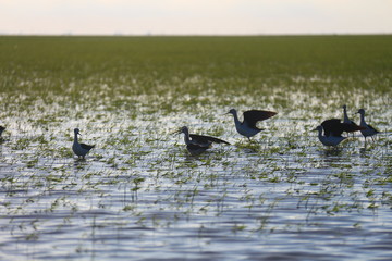 Little birds in the swamp part of the lake in the morning with green grass background