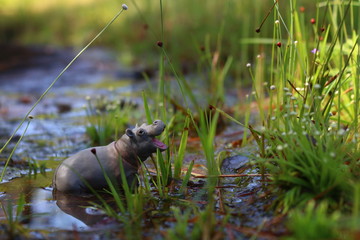 A Hippo toy smiling from the swamp within the nice daylight