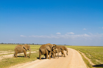 Fototapeta na wymiar A group of elephants. Amboseli, Kenya