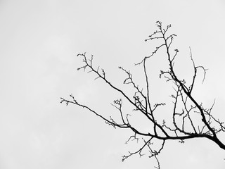 Fototapeta na wymiar Branch of dead tree