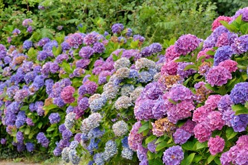Obraz premium Magnifiques hortensias du Trégor en Bretagne