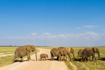 Obraz premium A group of elephants crosses the road. Amboseli, Kenya