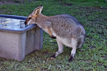 Cute young wild grey kangaroo drinking water