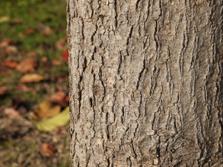 bark of tree