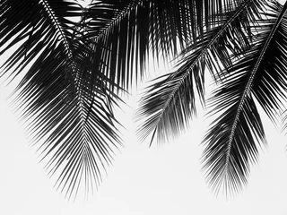 Papier Peint photo autocollant Palmier beautiful palms leaf on white background