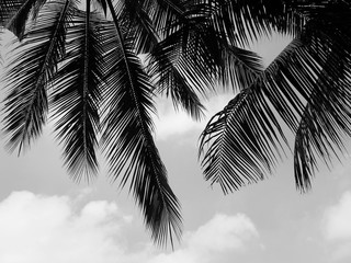 palm leaf silhouette with sky