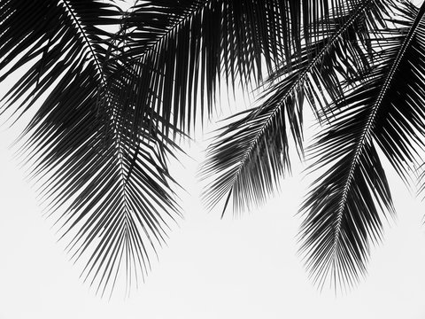 beautiful palms leaf on white background