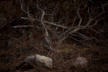 Jungle, dense forests, branches, a fabulous place. Canary Islands