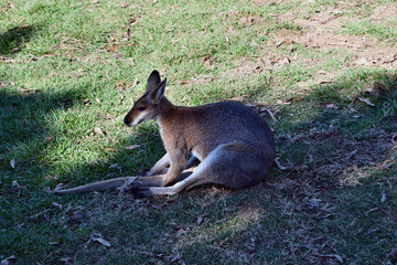 Young cute wild red kangaroo