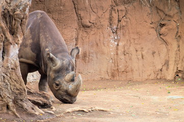 Fototapeta premium The black rhinoceros (Diceros bicornis) or hook-lipped rhinoceros is a species of rhinoceros, native to eastern and southern Africa