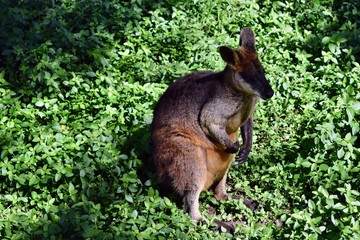Naklejka na ściany i meble Wild wallaby kangaroo