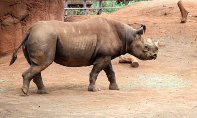 Naklejka premium The black rhinoceros (Diceros bicornis) or hook-lipped rhinoceros is a species of rhinoceros, native to eastern and southern Africa