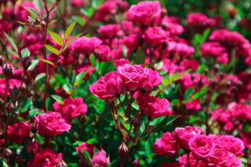 Beautiful colorful violet rose flowers blossom. Photo depicts delicate bright rosebush. Floral natural rose background. Close up, macro view.