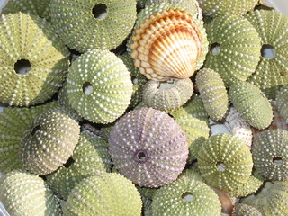 Esoscheletri di ricci marini