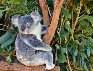 Fototapeta premium Cute koala looking on a tree branch eucalyptus