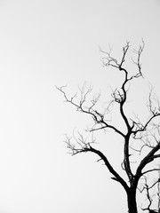 Silhouette dry tree