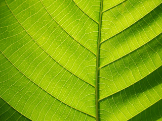 leaf texture