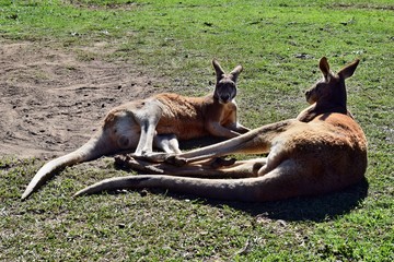 Wild two red love kangaroos lying on the grass