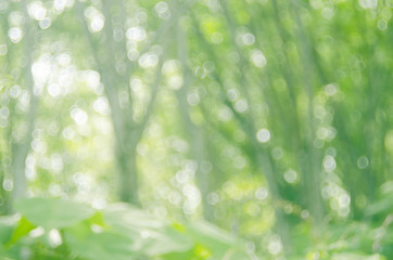Obraz premium Copy space of nature green bokeh sun light flare and blur leaf abstract texture background.
